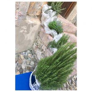 Le nostre erbe aromatiche di Albenga al DFF di Finale Ligure