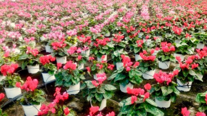 IMMAGINE RB Plant, Produzione e vendita ciclamini di Albenga