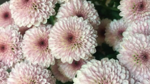 IMMAGINE Il Crisantemo, la margherita dai 16 petali