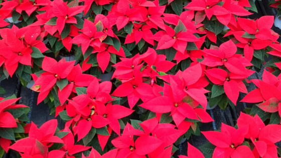 The Christmas Flower Poinsettia cultivated by RB Plant Albenga