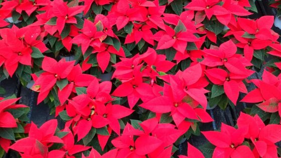 La Stella Di Natale.Stella Di Natale Il Fiore Che Colora Le Feste Rbplant