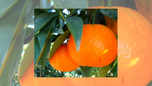 Agrumi di Sicilia in vaso RB Plant Albenga