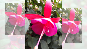 Fiore di fucsia in vaso RB Plant