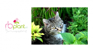 Rimedi naturali efficaci per tenere lontano i gatti da piante e fiori.