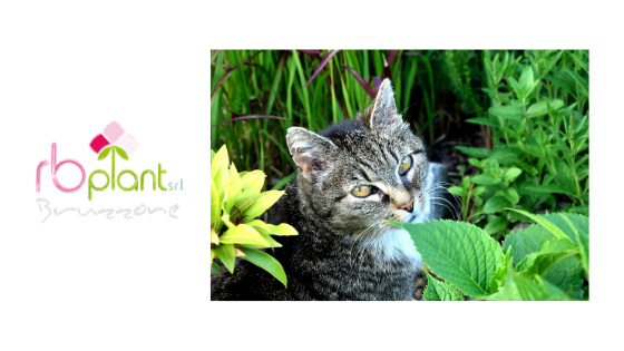 Come tenere lontani i gatti dai vasi e dalle piante - greenMe