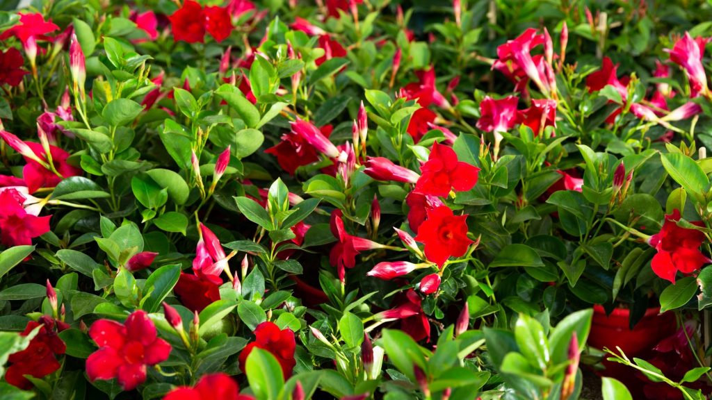 dipladenia hiver DrBeckmann