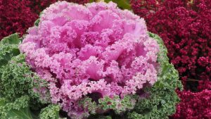 Cavolo ornamentale RB Plant Albenga, produzione e vendita piante e fiori