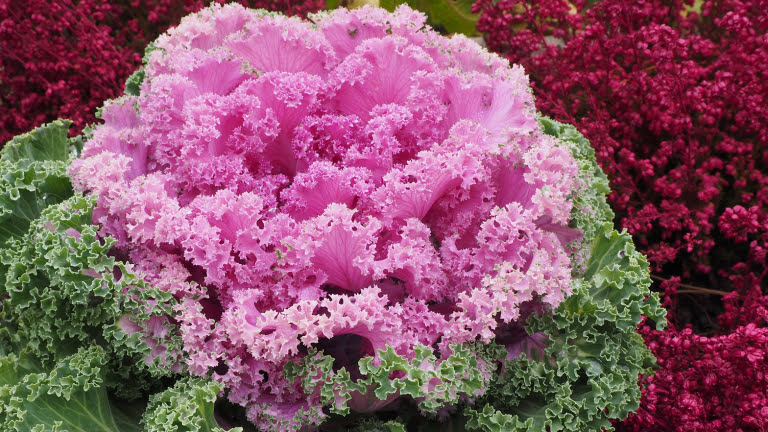 Cavolo ornamentale RB Plant Albenga, produzione e vendita piante e fiori