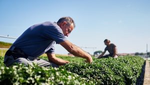 Crisantemi, produzione RB Plant Albenga