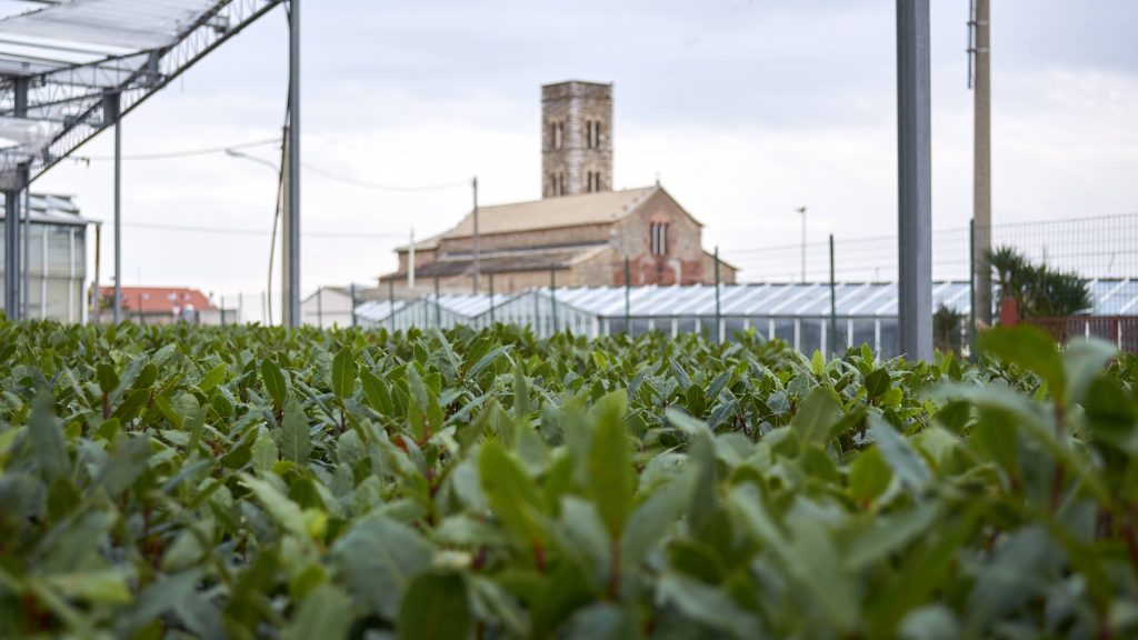 Alloro Sunny heRBs di produzione RB Plant Albenga