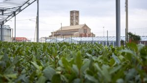 Alloro Sunny heRBs di produzione RB Plant Albenga