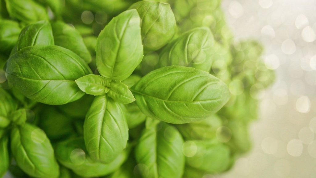 Basilico Sunny heRBs, RB Plant Albenga