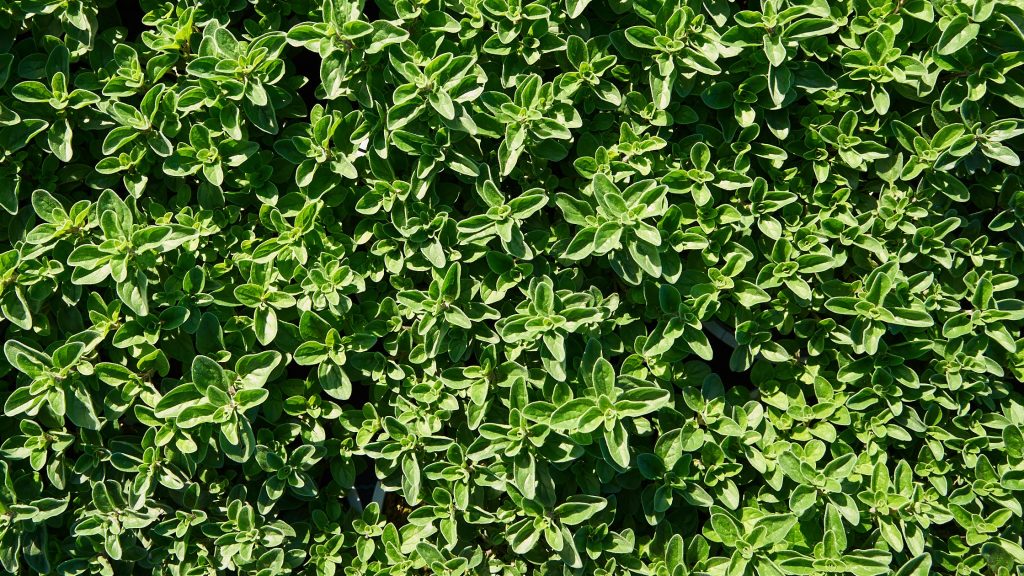 Origano Sunny heRBs, parte della linea di aromatiche di RB Plant di Albenga
