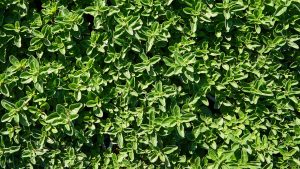 Origano Sunny heRBs, parte della linea di aromatiche di RB Plant di Albenga