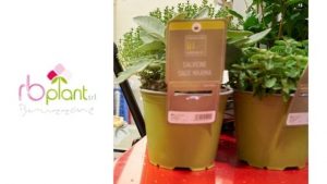 Salvione, o salvia a foglia larga, Sunny heRBs,le aromatiche "made in Albenga" di RB Plant