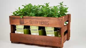 Menta Sunny heRBs di RB Plant Albenga