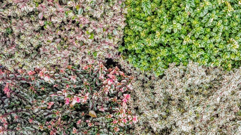 Varietà Timo produzione RB Plant Albenga