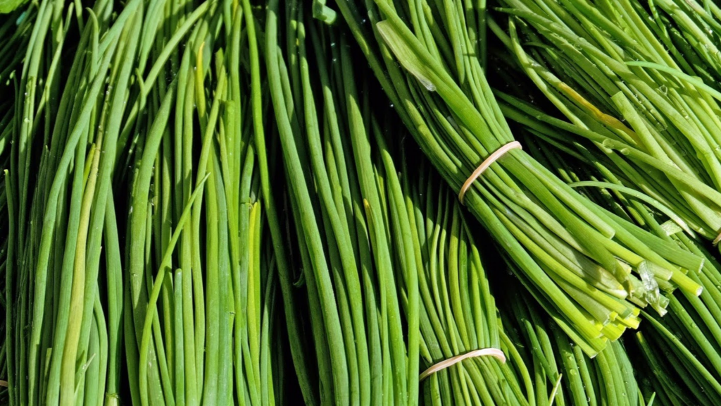 Erba cipollina RB Plant Albenga