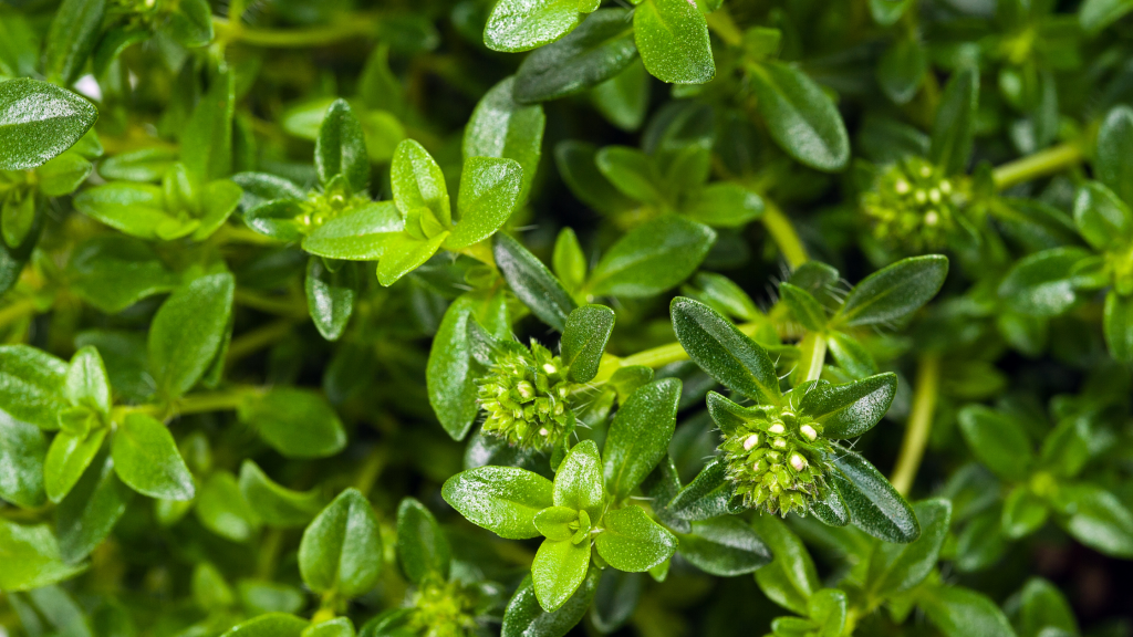 Santoreggia, erba d’amore coltivazione e uso in cucina RbPlant