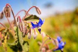 Borragine/Borage Sunny heRBs : coltivazione, conservazione, uso in cucina e curiosità- RB Plant Albenga