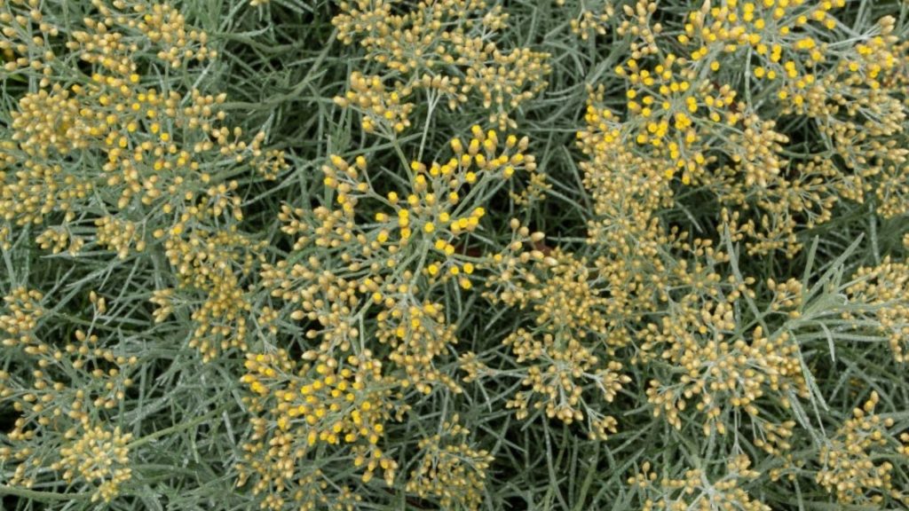 Elicriso SunnyheRBs di RB Plant Albenga , come si coltiva e si cucina
