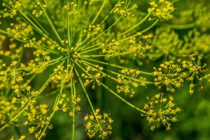 Finocchio selvatico Sunny heRBs RB Plant Albenga