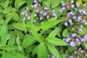 Lippia, anche chiamata erba Luigia o Limoncina di RB Plant Albenga