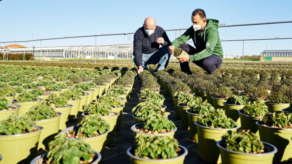 Sunny herbs aromatiche biologiche di RB Plant Albenga
