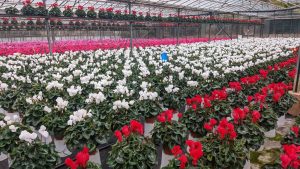 Ciclamino produzione RB Plant Albenga