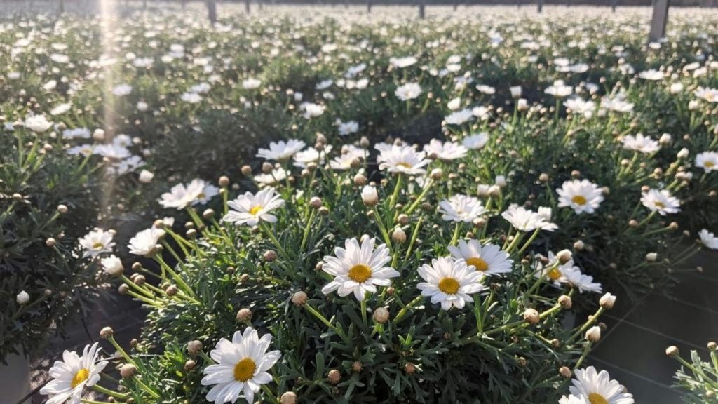 RB Plant Albenga margherita produzione vendita