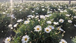 RB Plant Albenga margherita produzione vendita