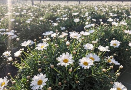 RB Plant Albenga margherita produzione vendita