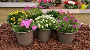 Primi fiori disponibili stagione 2022 RB Plant Albenga