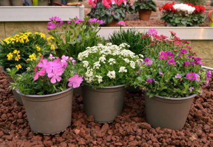 Primi fiori disponibili stagione 2022 RB Plant Albenga