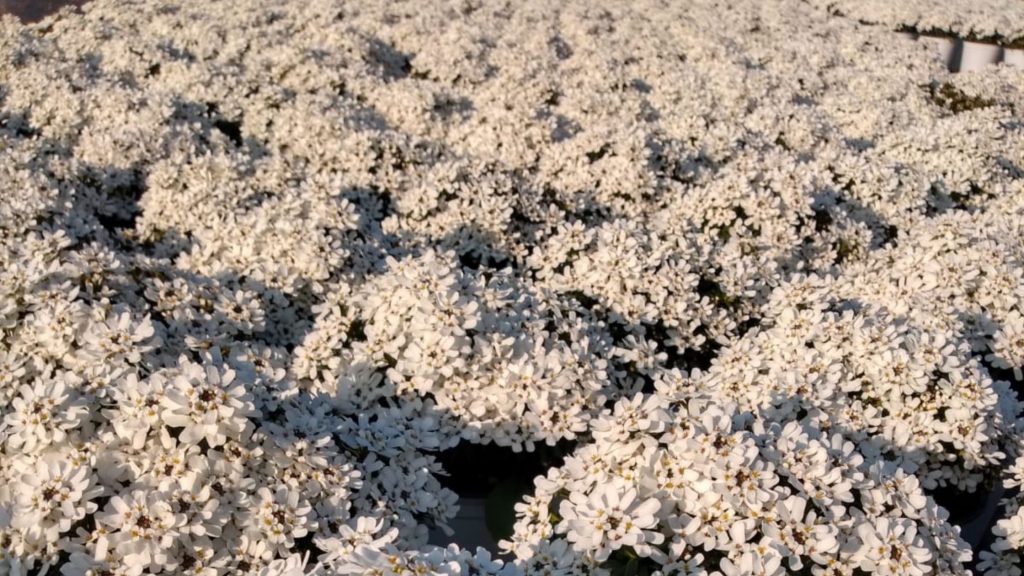 Iberis Sempervirens produzione e vendita RB Plant Albenga