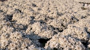 Iberis Sempervirens produzione e vendita RB Plant Albenga