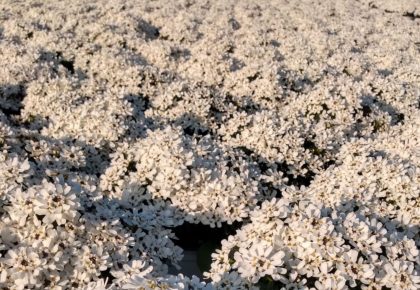 Iberis Sempervirens produzione e vendita RB Plant Albenga