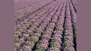 Vendita e produzione lavanda ad Albenga RB Plant