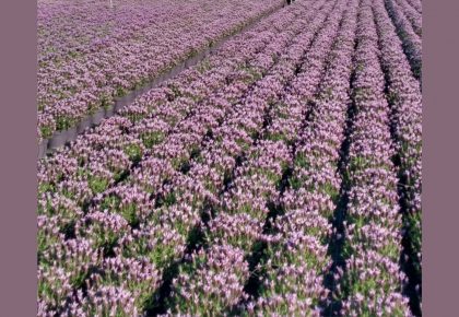 Vendita e produzione lavanda ad Albenga RB Plant