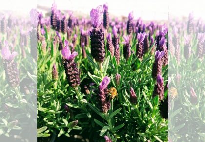 Produzione fiori, piante ed erbe aromatiche in vaso RB Plant ALbenga