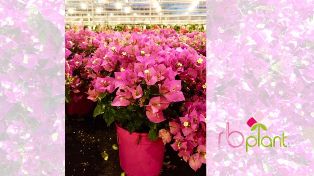 Bouganville RB Plant produzione e vendita Albenga