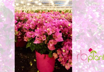 Bouganville RB Plant produzione e vendita Albenga