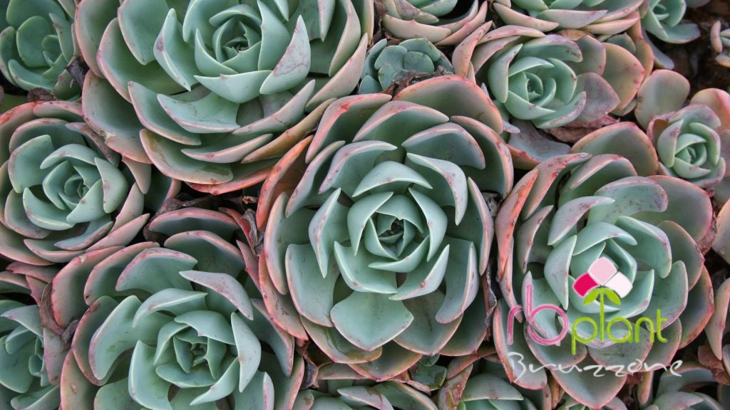 Succulente piante grasse produzione e vendita RB Plant Albenga