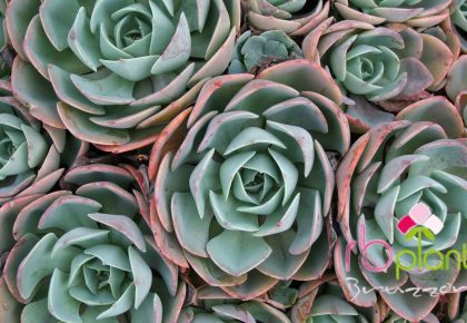 Succulente piante grasse produzione e vendita RB Plant Albenga