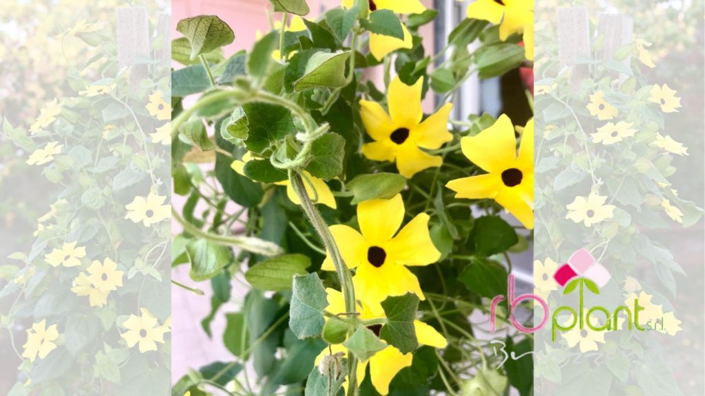 Thunbergia alata RB Plant ALbenga produzione e vendita