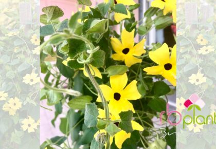 Thunbergia alata RB Plant ALbenga produzione e vendita