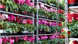 RB Plant albenga produzione e vendita fiori e piante in vaso