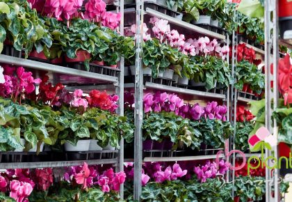 RB Plant albenga produzione e vendita fiori e piante in vaso