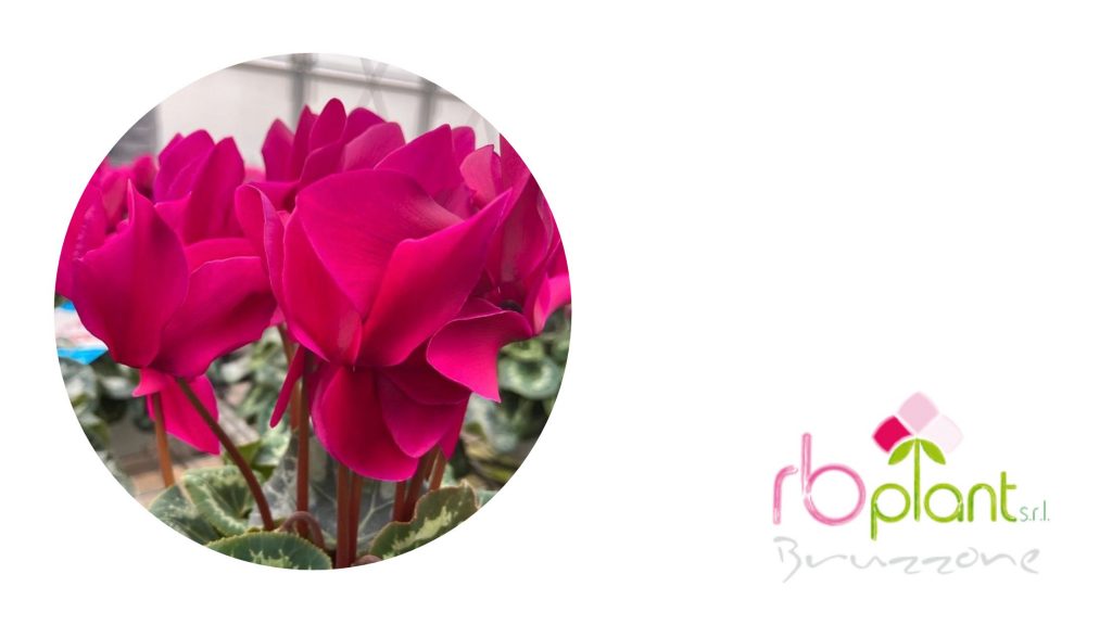 Ciclamini Viva Magenta RB Plant Albenga
