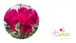 Ciclamini Viva Magenta RB Plant Albenga
